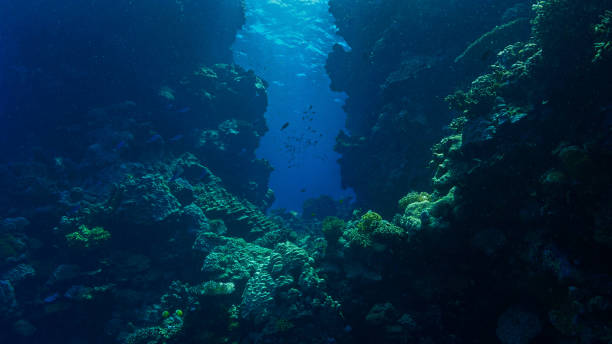 istock The gate at a coral reef 1726942388