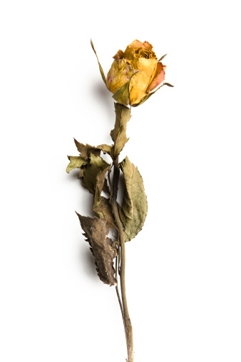 A whithered yellow rose against a white background