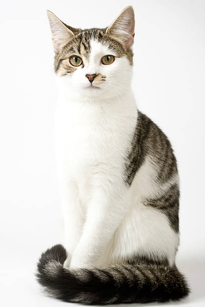 Retrato de gato atigrado joven - foto de stock