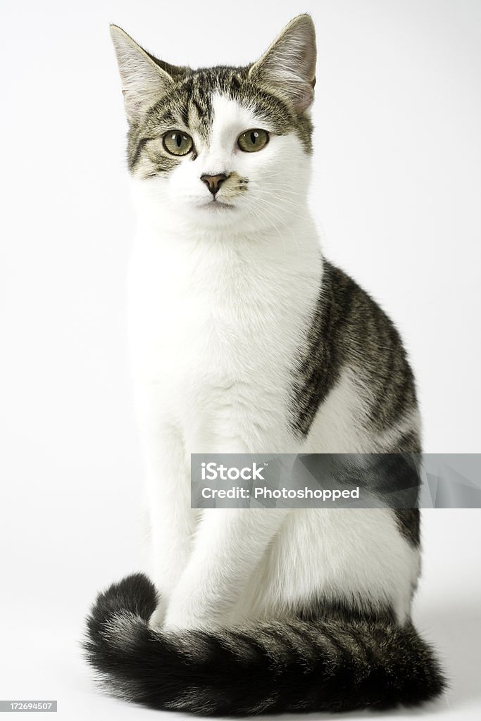 Jeune Portrait de chat tigré - Photo de Chat domestique libre de droits
