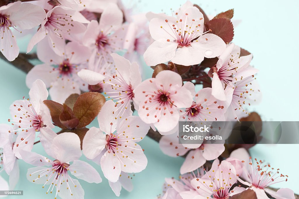 plum Blüten - Lizenzfrei Baum Stock-Foto