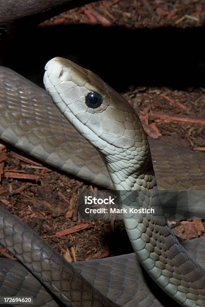 Afrikanische Schwarze Mamba Schlange Stockfoto und mehr Bilder von Schwarze Mamba - Schwarze Mamba, Fotografie, Gefahr