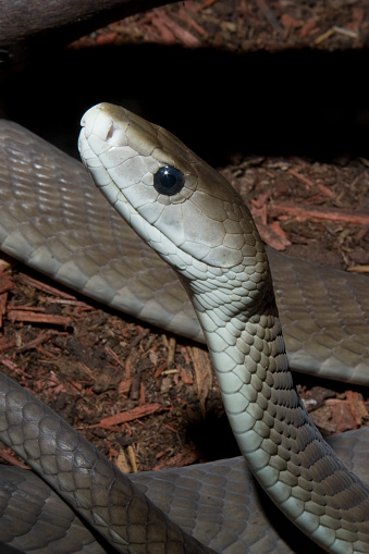 African Black Mamba Snake