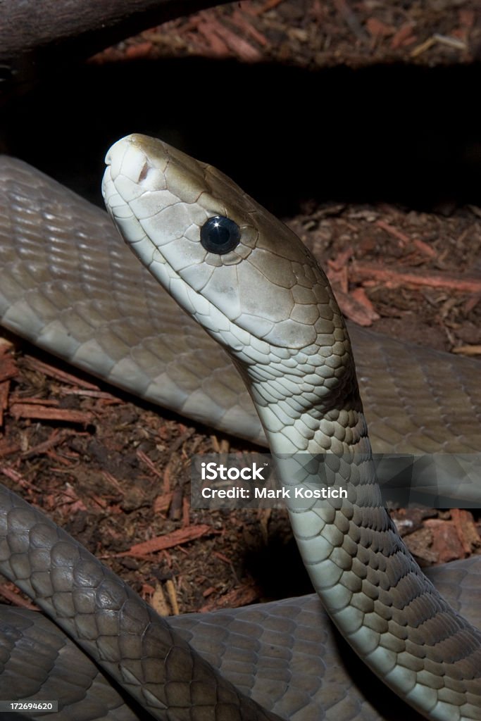 African Mamba czarna Snake - Zbiór zdjęć royalty-free (Mamba czarna)