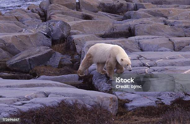 Orso Polare Sul Ghiaccio - Fotografie stock e altre immagini di Ambientazione esterna - Ambientazione esterna, Animale, Animale selvatico