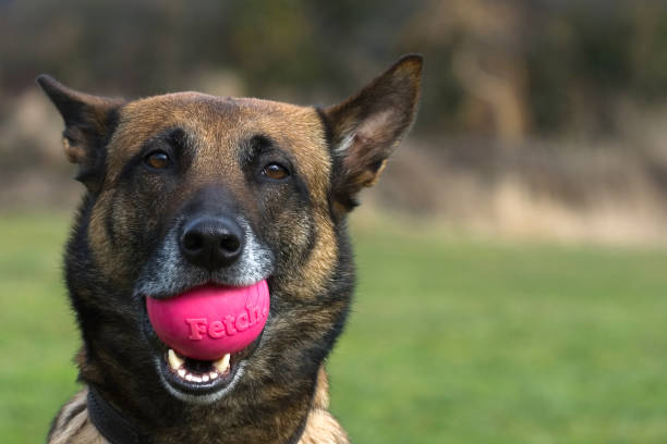 istock Dog with ball in mouth 172694753