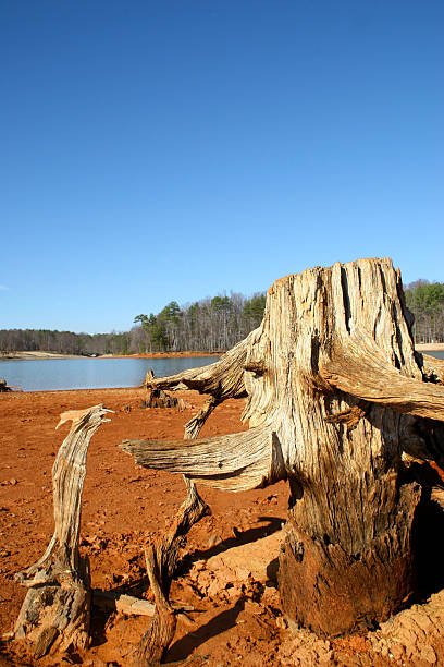 Tree stump stock photo