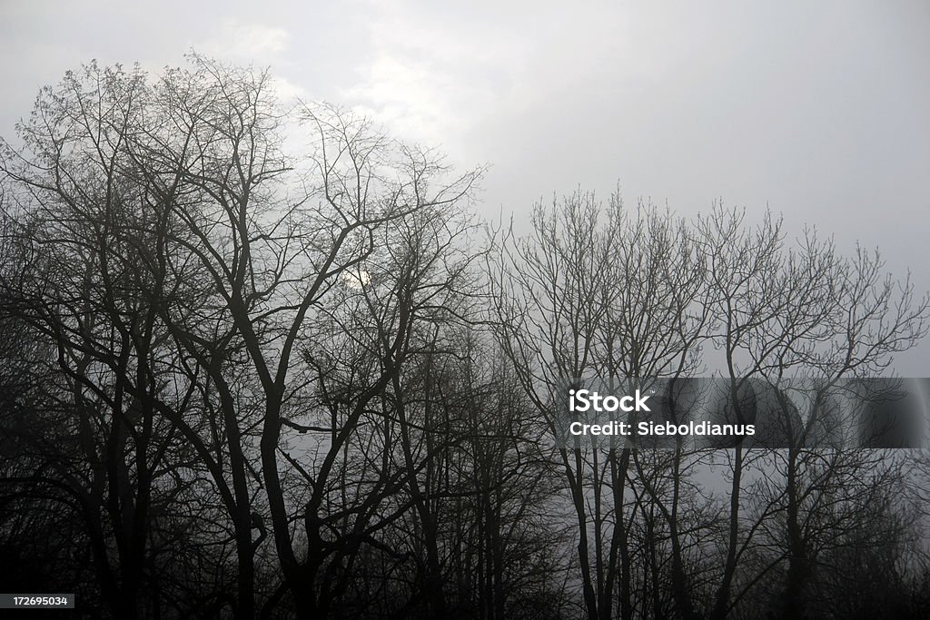Sombre forest, fog, winter, cold, weak sun. Backgrounds Stock Photo