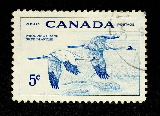 selo postal: grus americana (grue blanche) (canadá - 1955 - fotografias e filmes do acervo