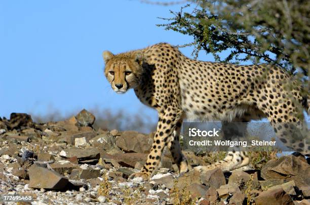 Ghepardo A - Fotografie stock e altre immagini di Africa - Africa, Animale, Animale selvatico