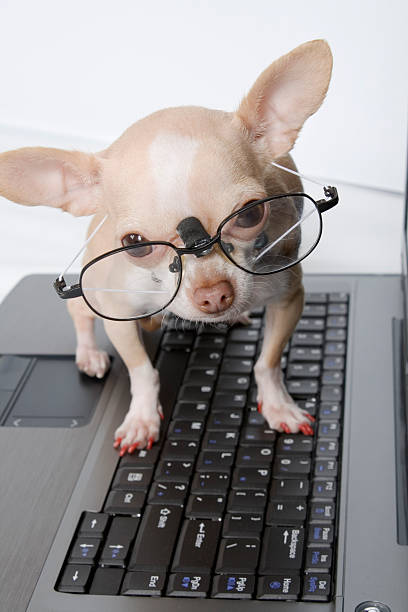 istock Chihuahua wearing spectacles stood on laptop keyboard 172695470