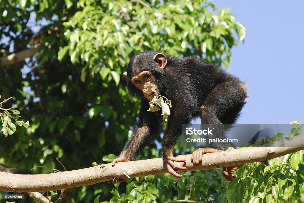 Chimpanzé - Foto de stock de Animal royalty-free