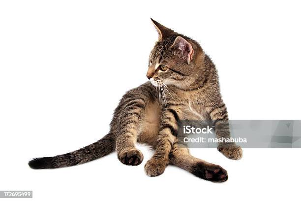 Kitten — стоковые фотографии и другие картинки Горизонтальный - Горизонтальный, Домашняя кошка, Дружба