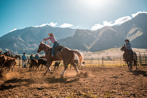 A cowboy on a horse surrounded by livestock during a cattle drive