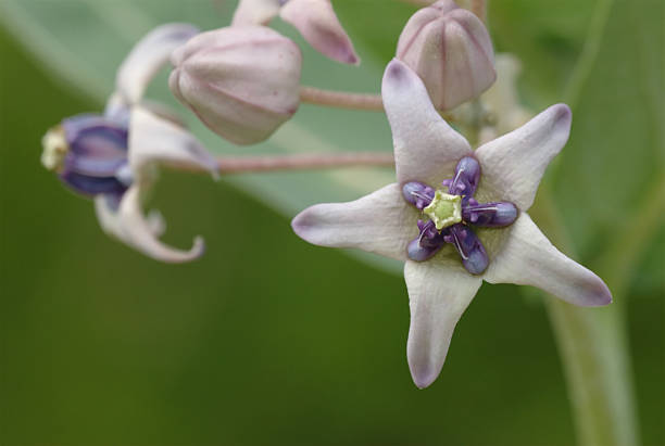 crown kwiat (calotropis gigantea - scented asia asian culture bunch zdjęcia i obrazy z banku zdjęć