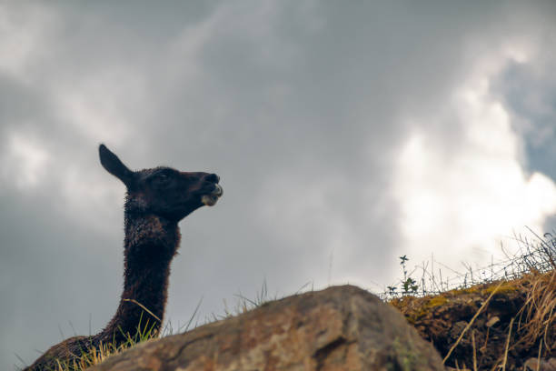 Elegance at the top: lonely llama on the hill stock photo