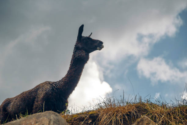 Solitary serenity: black llama in the highlands stock photo