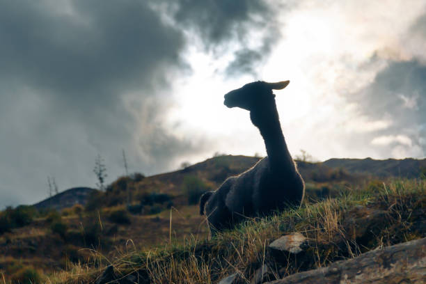 Light and dark: portrait of an llama at sunset stock photo