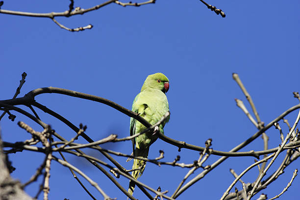 Female rose-ringed parakeet Psittacula krameri Casting a suspicious gaze downwards is this female rose-ringed parakeet (Psittacula krameri), a common escape from cages around the world but originally from Pakistan. This one is comfortably on its high perch near London, UK. krameri stock pictures, royalty-free photos & images