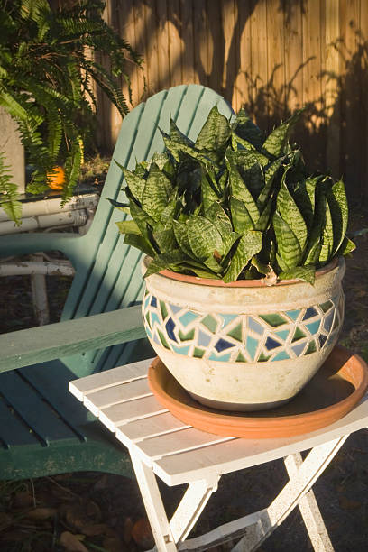 Potted Plant and Lawn Chair stock photo