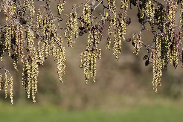 Selective focus using long lens. The similar background colours make for an even tone. Spring catkins with fruit of the alder tree, Alnus glutinosa.