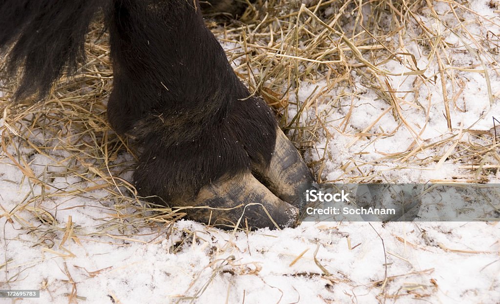 Cloven Hoof Stock Photo - Download Image Now - Hoof, American Bison, Animal - iStock Cloven Hoof Stock Photo - Download Image Now - Hoof, American Bison, Animal - iStock