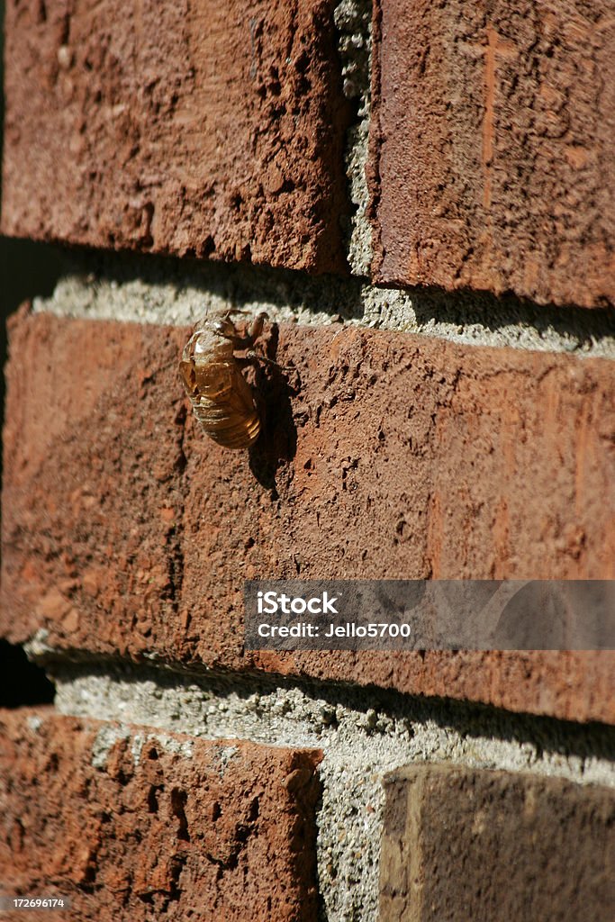 Cigarra a la izquierda detrás de la - Foto de stock de Aire libre libre de derechos