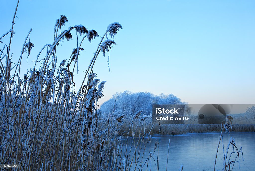 De heladas Reed - Foto de stock de Agua libre de derechos