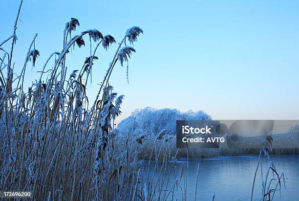 De Heladas Reed Foto de stock y más banco de imágenes de Agua - Agua, Agua helada, Aire libre