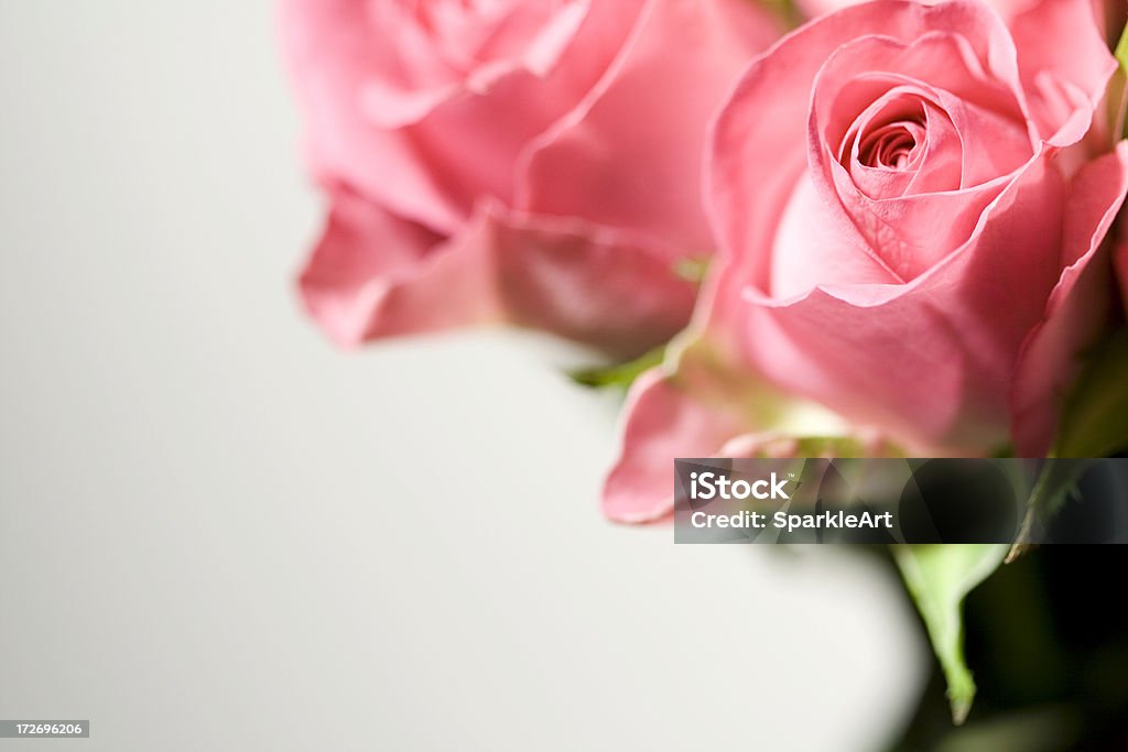 美しいピンクのバラ - お祝いのロイヤリティフリーストックフォト