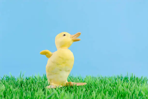 Photo of baby duck