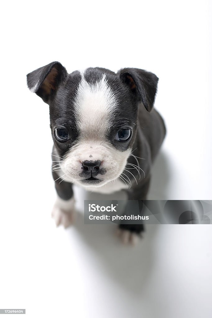 Kleinen Welpen, big world - Lizenzfrei Boston Terrier Stock-Foto