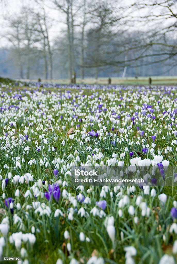 Frühlingskrokussen und snowdrops - Lizenzfrei Galanthus Stock-Foto