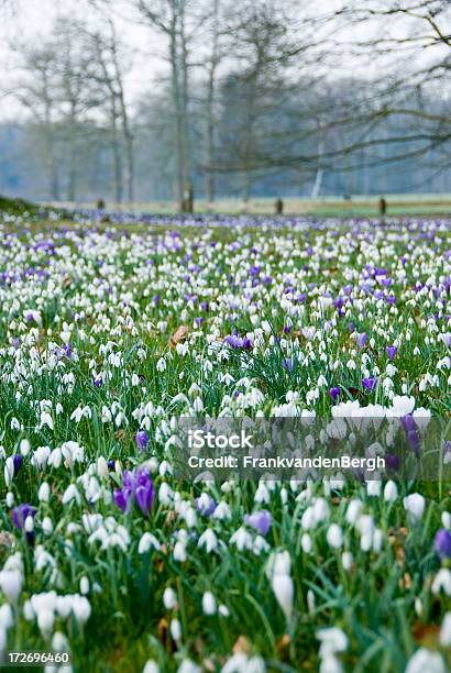 Frühlingskrokussen Und Snowdrops Stockfoto und mehr Bilder von Galanthus - Galanthus, Krokus - Irisgewächs, Baumblüte