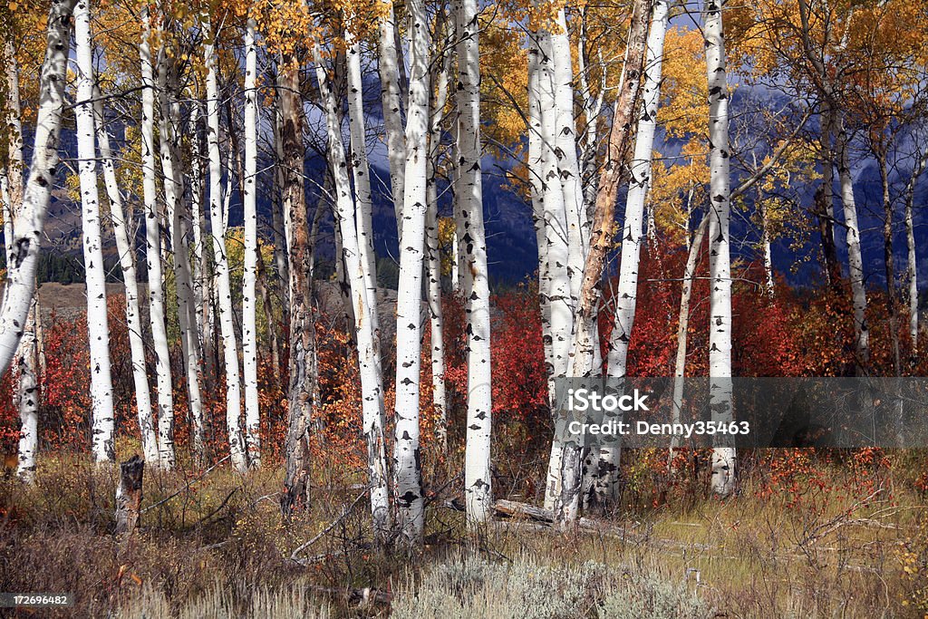 Aspen Grove en automne couleur, 2 - Photo de Bouleau libre de droits