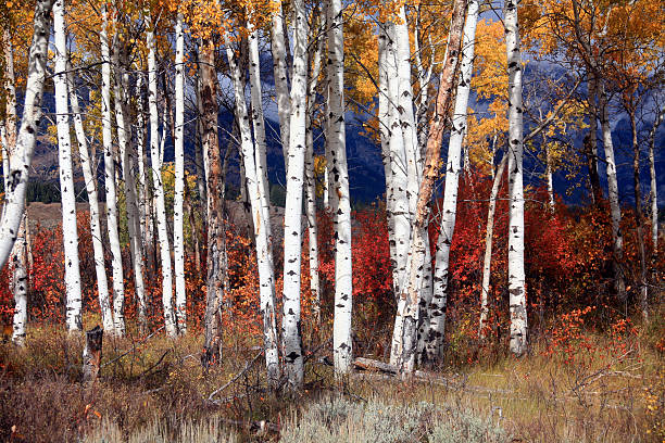 istock Aspen Grove in Fall Color, 2 172696482