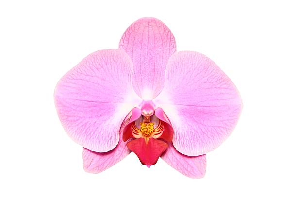 Pink, single orchid on a white background