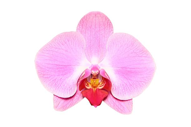 Pink, single orchid on a white background stock photo
