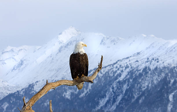 águia com montanha de neve-alasca - homer - fotografias e filmes do acervo