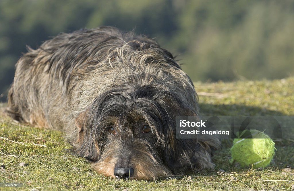 Please! Wirehaired dachshund pleading to play ball Sausage Stock Photo