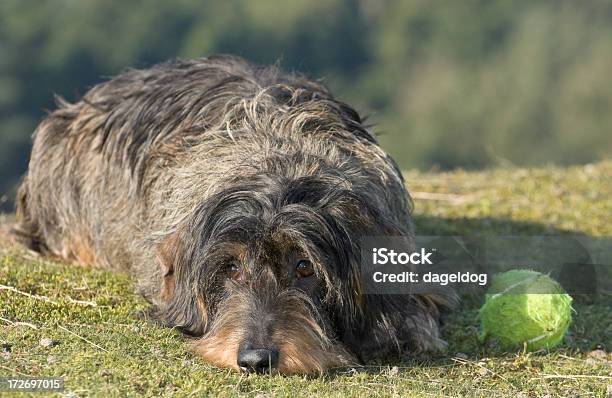 Please Stock Photo - Download Image Now - Sausage, Animal, Animal Hair