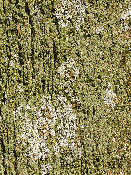 Green and White Moss on Tree Trunk stock photo
