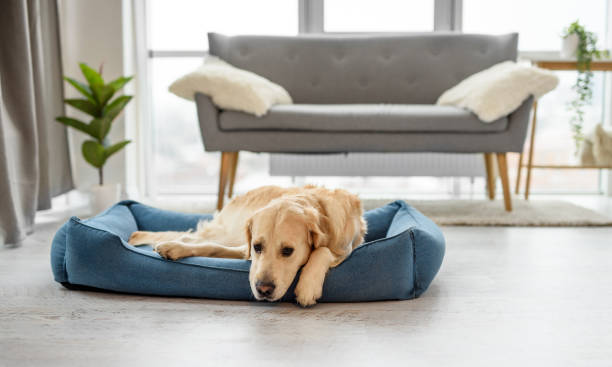 istock Golden retriever dog resting home 1726972140