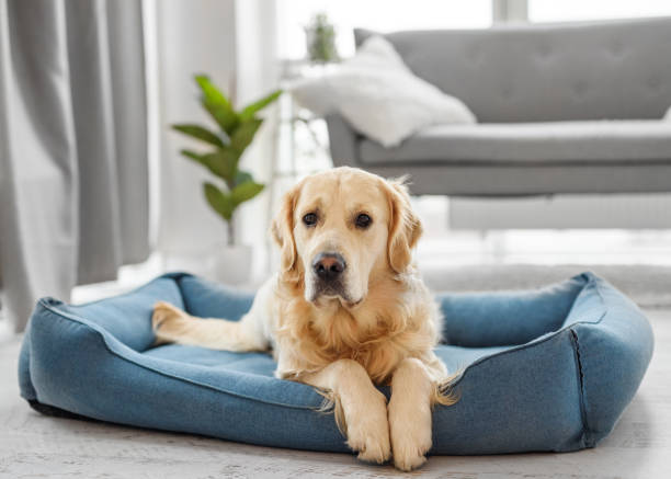 istock Golden retriever dog resting home 1726972142