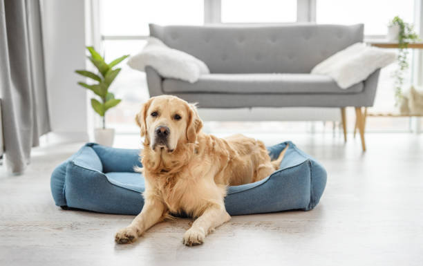 istock Golden retriever dog resting home 1726972148