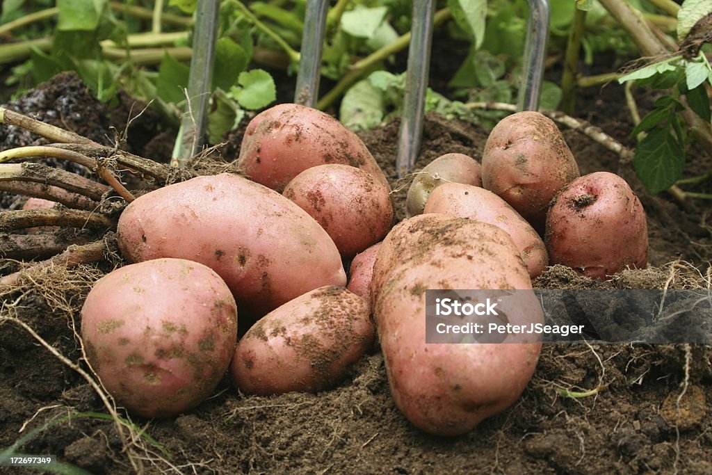 Świeżo dug Potatos - Zbiór zdjęć royalty-free (Czerwony ziemniak)