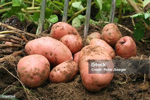 Świeżo Dug Potatos - zdjęcia stockowe i więcej obrazów Czerwony ziemniak - Czerwony ziemniak, Gleba, Bez ludzi