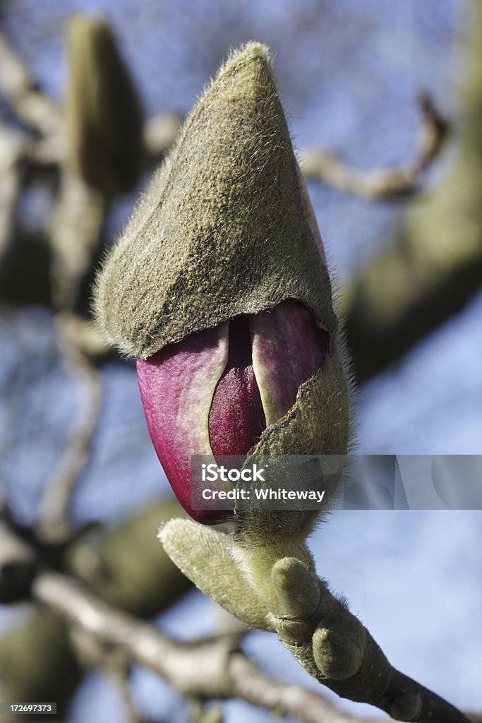 Magnolia bud Pris au piège de fourreau verdoyant - Photo de Arbre en fleurs libre de droits