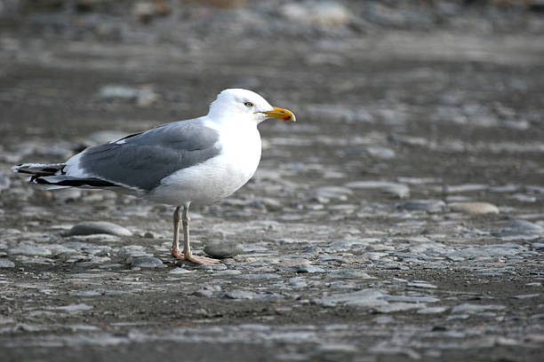 Seagull stock photo