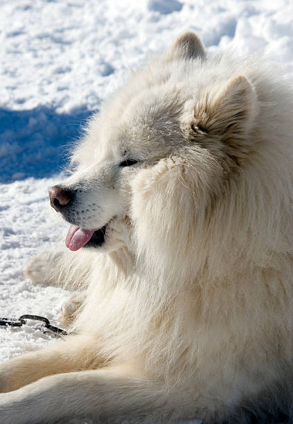 Samojed Somoyed is waiting for his participation in a sled dog race.See my other animals photos. samojed stock pictures, royalty-free photos & images